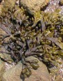 TSA FUCUS VESCICULOSUS stielka (Hnedé riasy)